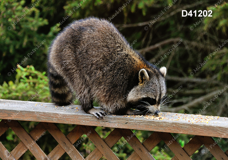 Northern Raccoon (Procyon lotor)